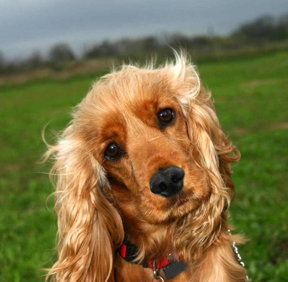 English Cocker Spaniel walking on lead