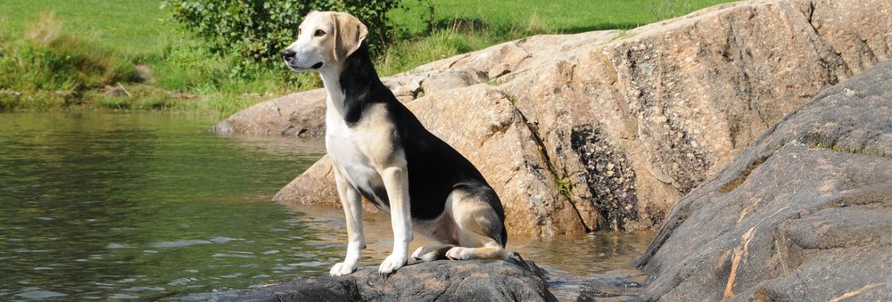 Dunker dog outdoors in open space