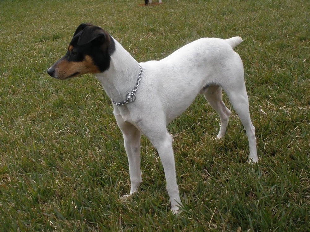 Ratonero Bodeguero Andaluz sitting patiently