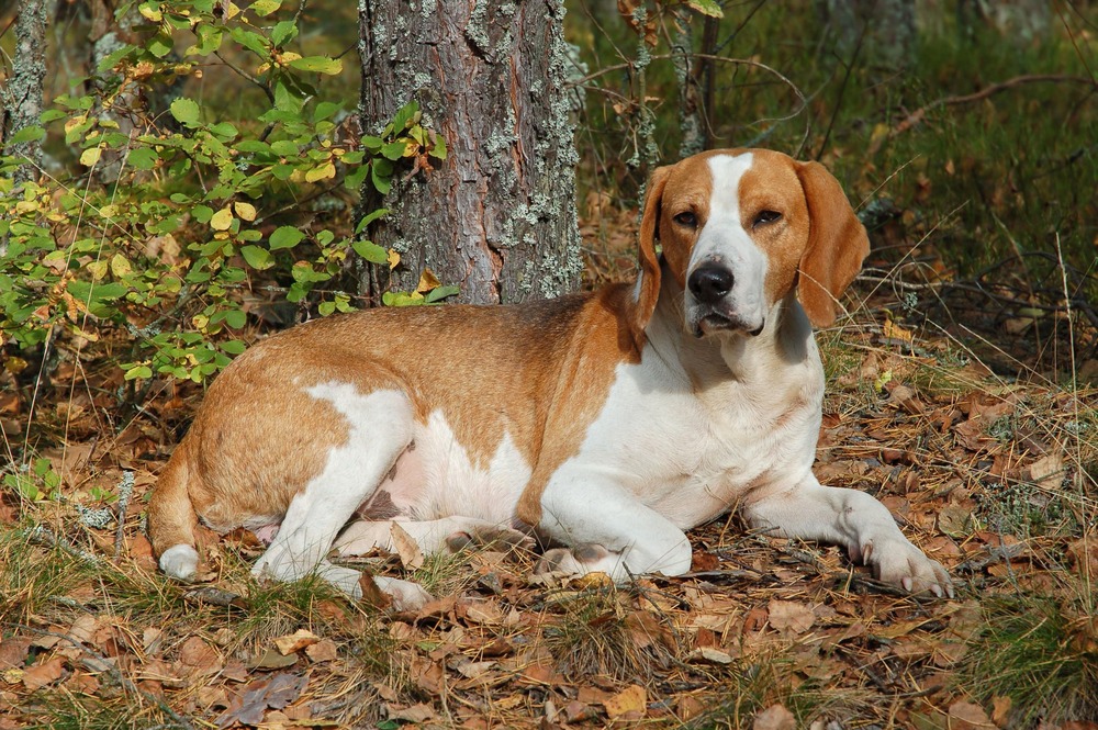 English Foxhound standing in profile outdoors