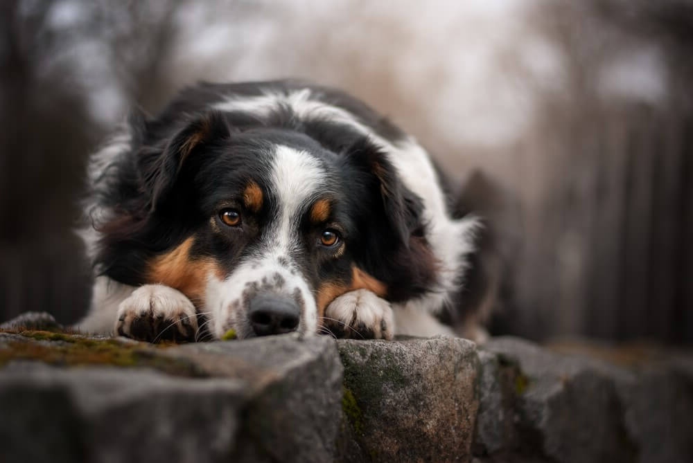 Dog lying on its side during a calm belly check