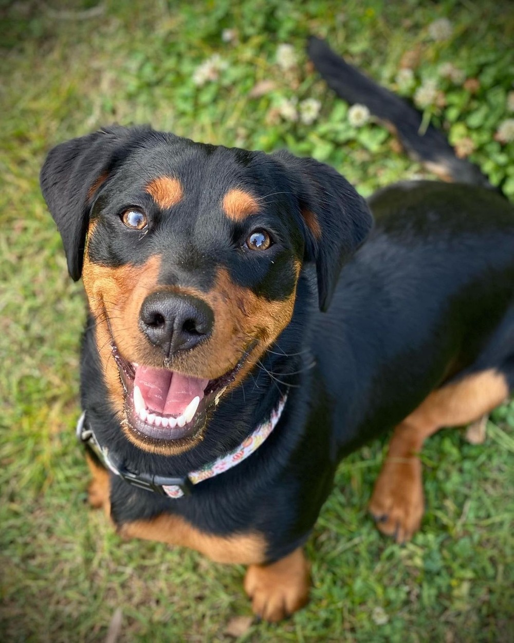 Rottweiler lying down with glossy coat