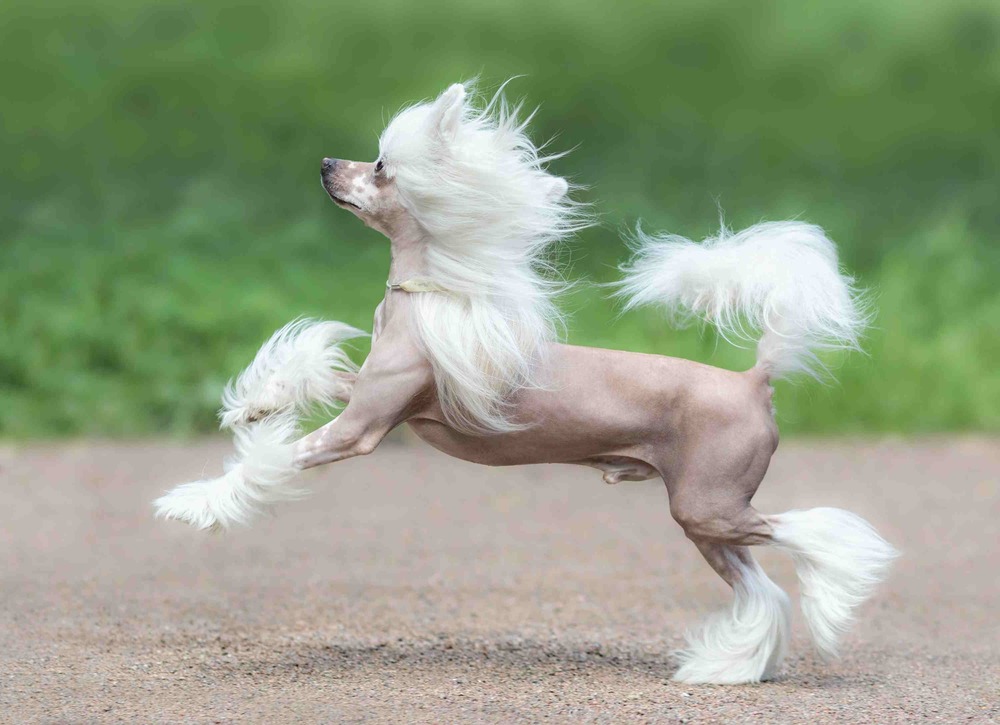 Chinese Crested sitting calmly
