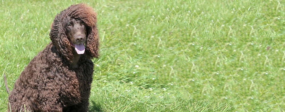 Irish Water Spaniel standing outdoors