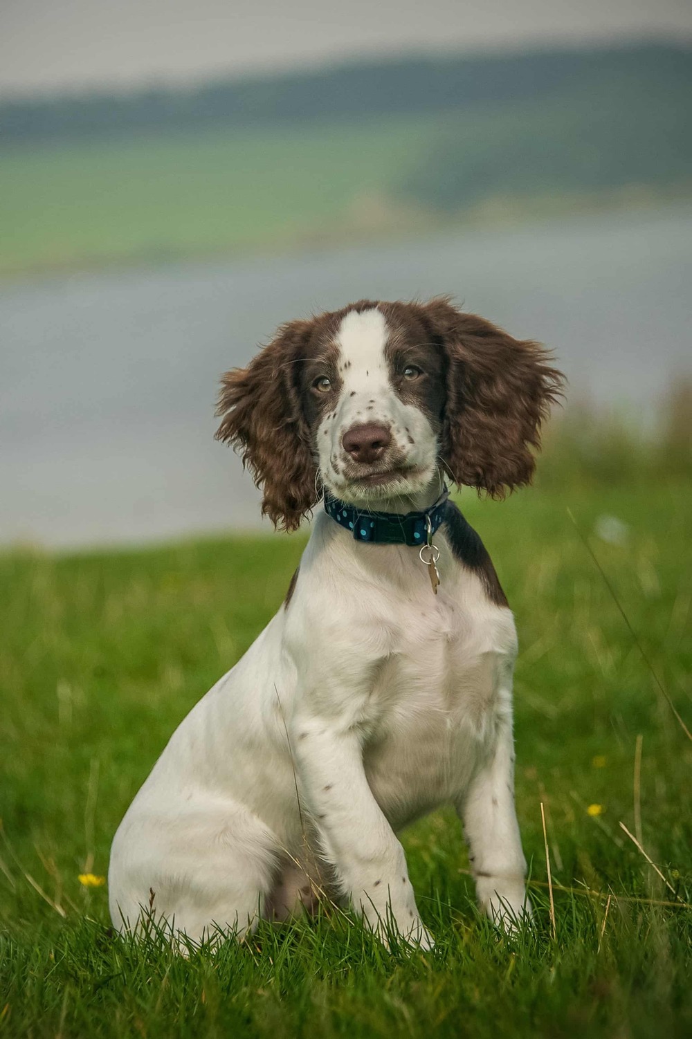 English Springer Spaniel close-up with long ears