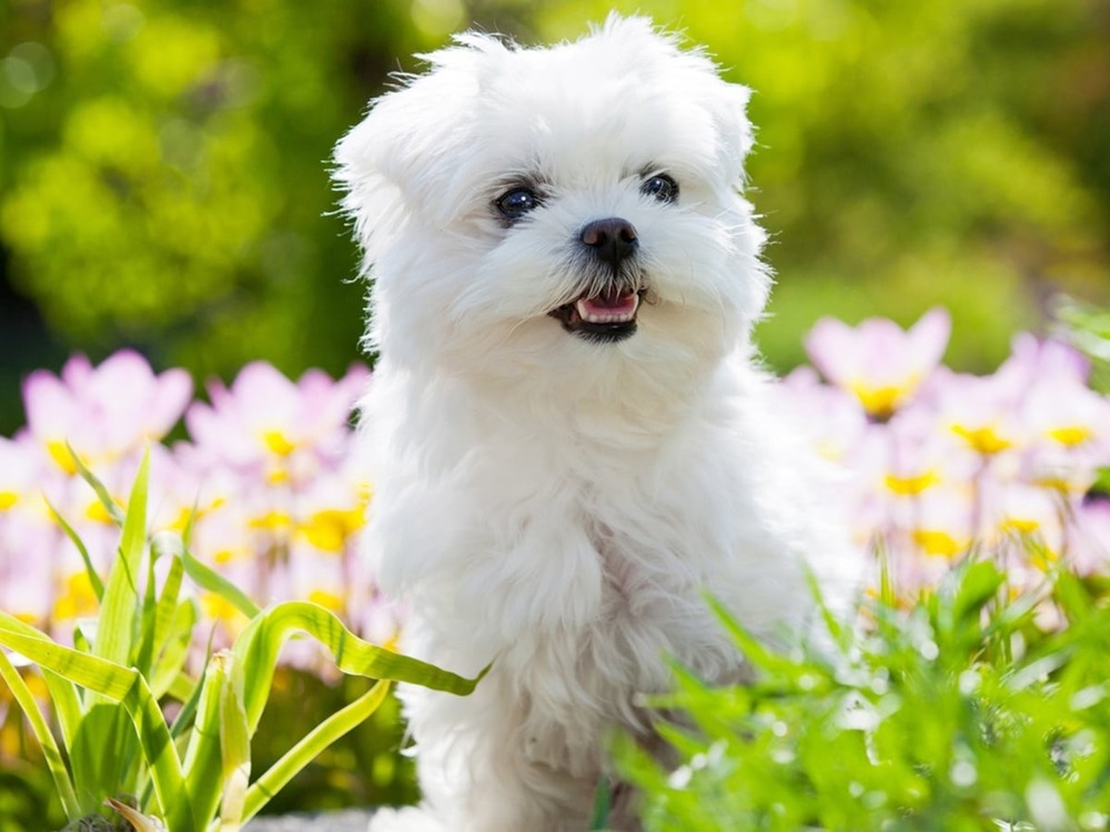 Maltese sitting with long white coat