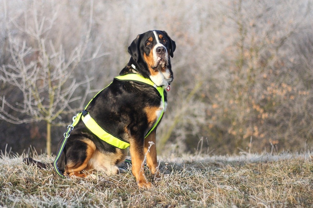 Greater Swiss Mountain Dog in a rural setting