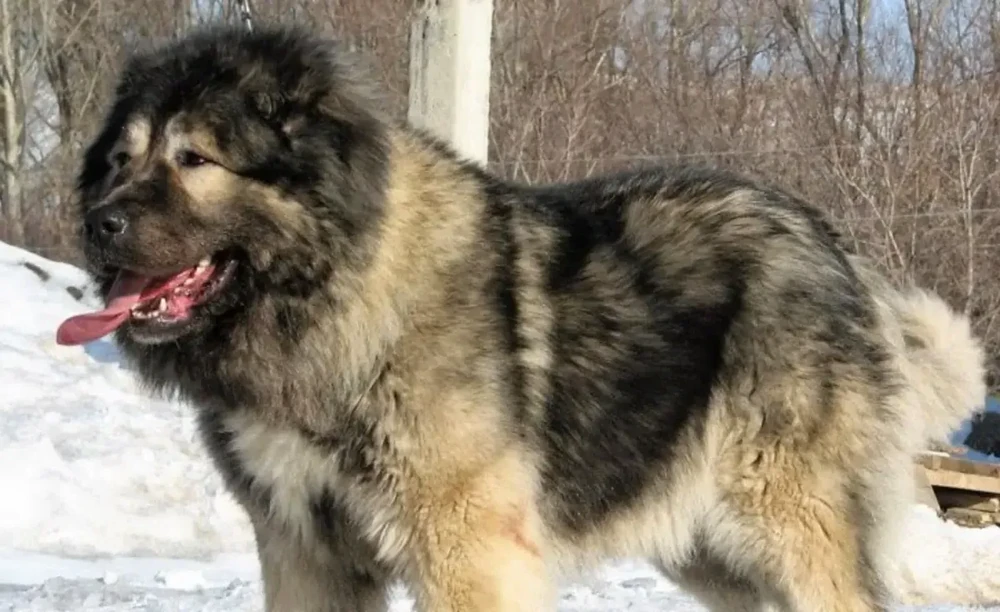 Bearded Schnauzer type dog resting with an alert expression