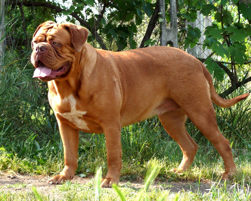 Dogue de Bordeaux standing outdoors