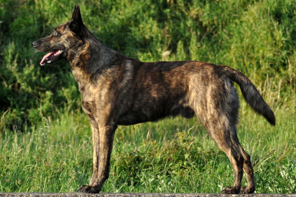 Dutch Shepherd lying down outdoors