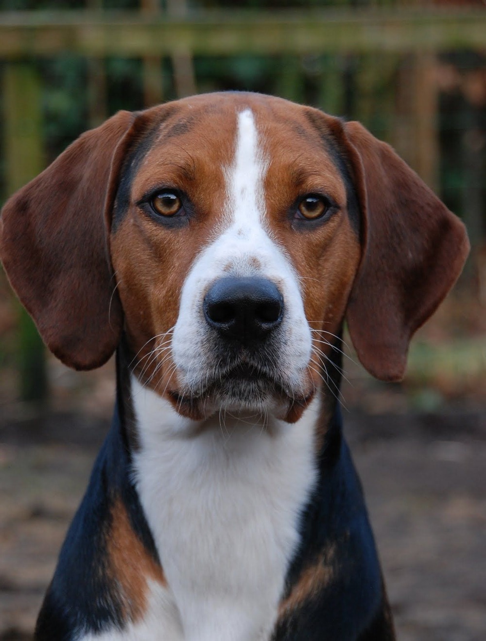 Hamiltonstovare in profile