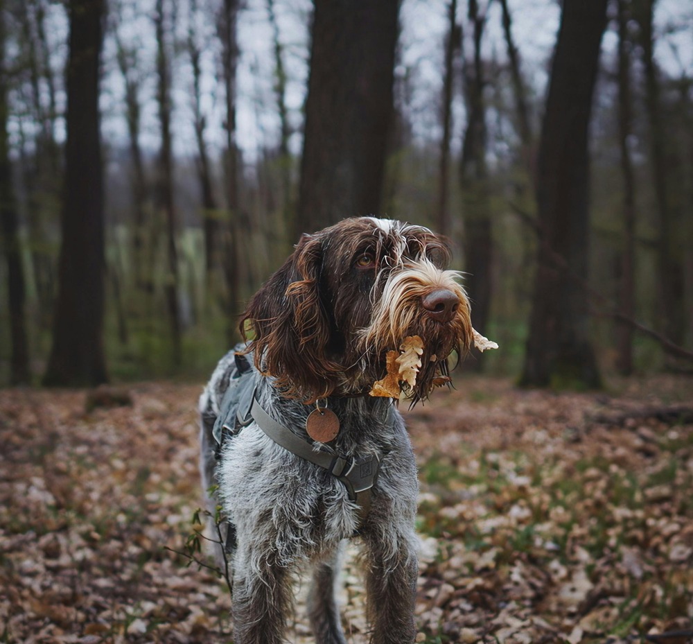 Posavac Hound looking alert