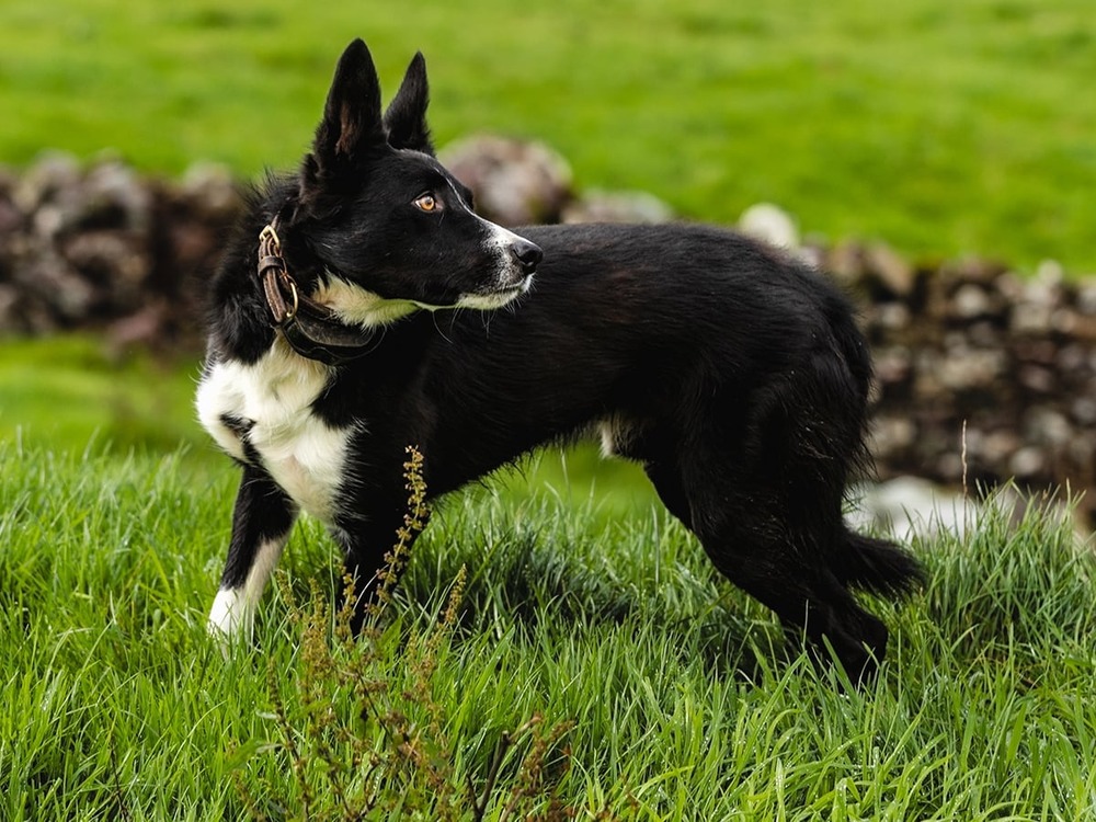 McNab Collie standing alert outdoors