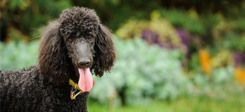 Standard Poodle with well-groomed curly coat