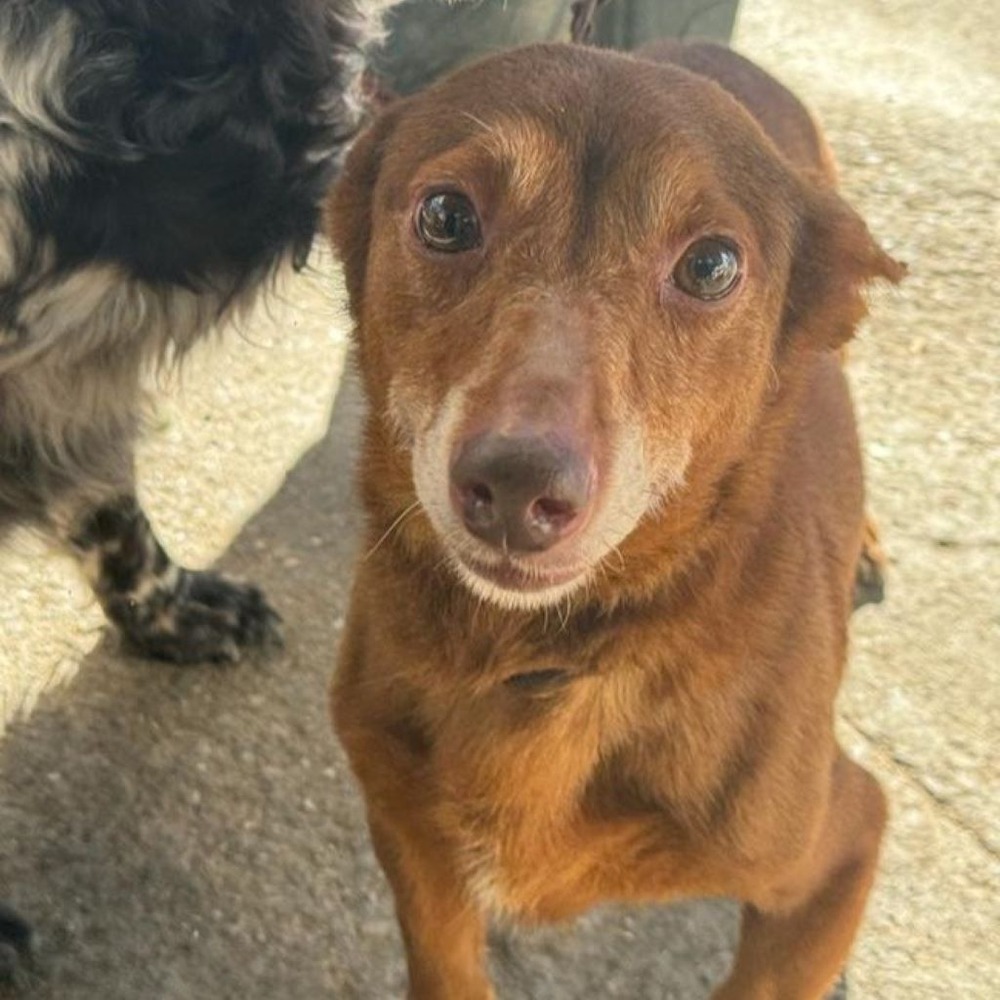 Small short-legged hound-type dog with smooth coat