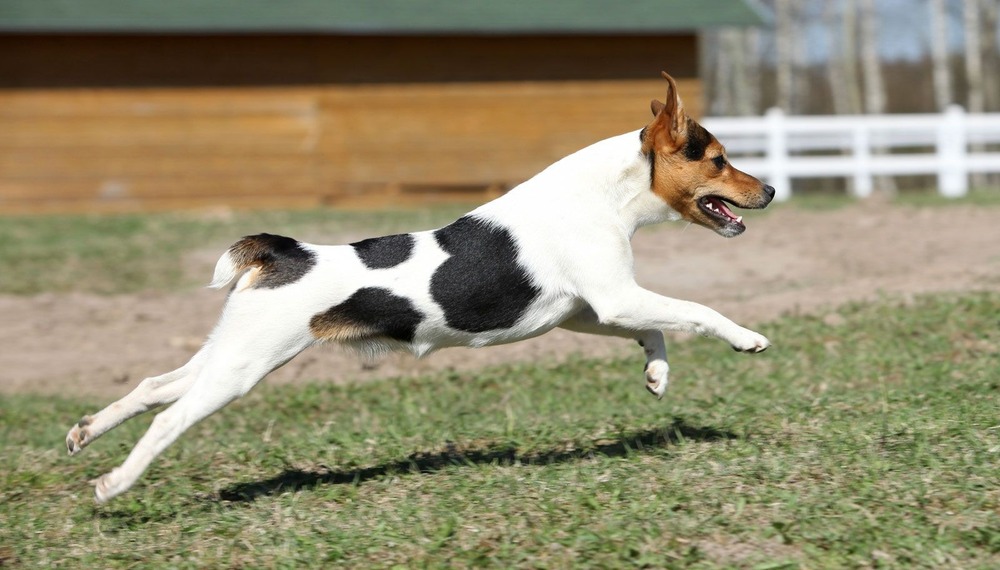 Jack Russell Terrier standing alert