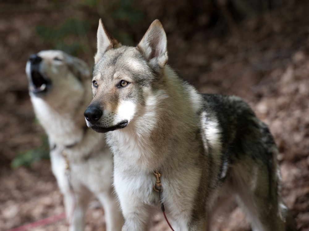 Czechoslovakian Wolfdog sitting outdoors watching