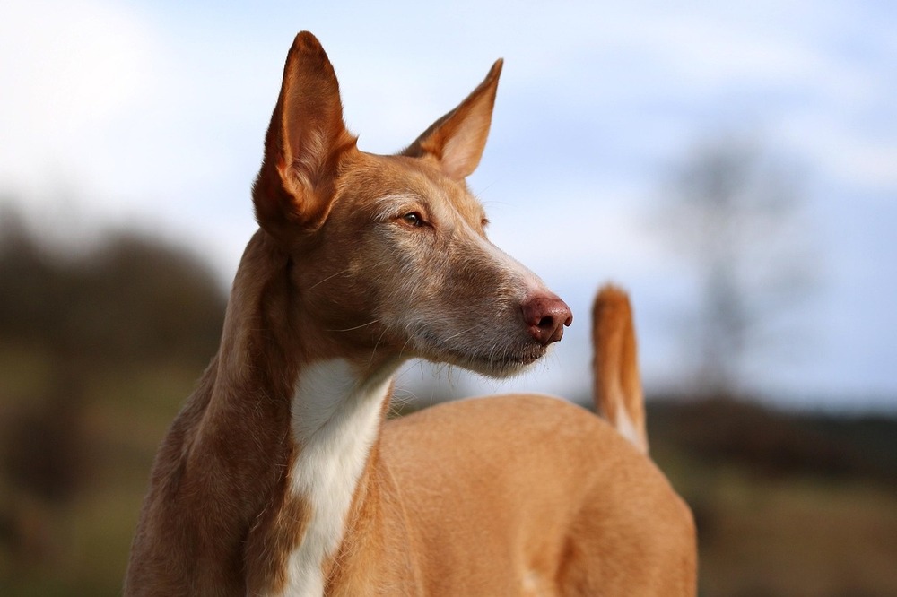 Podenco Andaluz resting calmly
