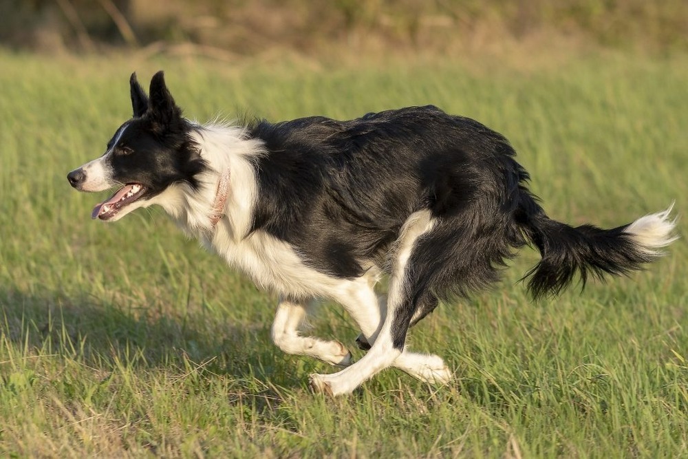 McNab Collie running in a field