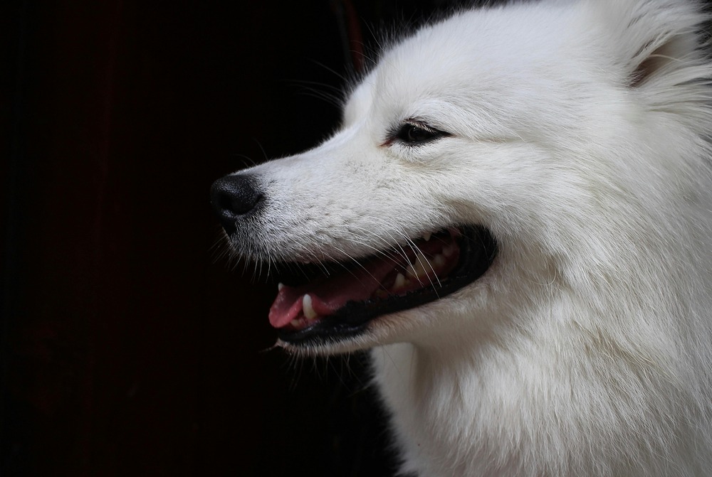 Large dog sitting outdoors in shade