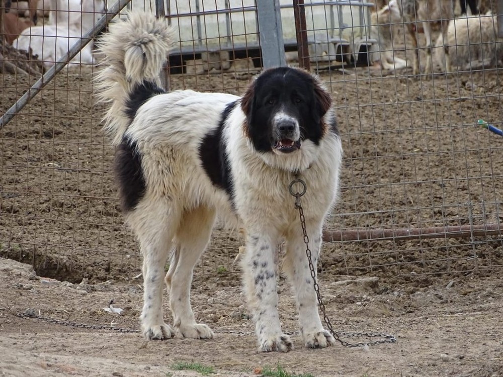 Greek Shepherd Dog lying down outdoors