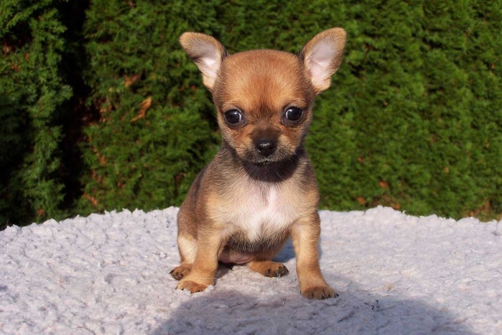 Chihuahua sitting alertly