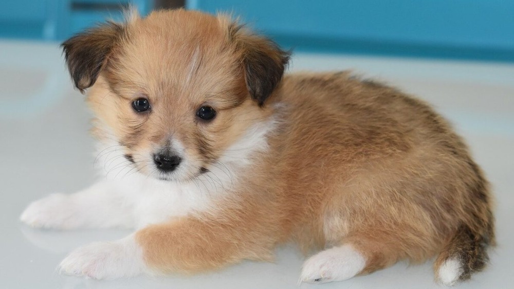 Person reading pet sale rules on a phone