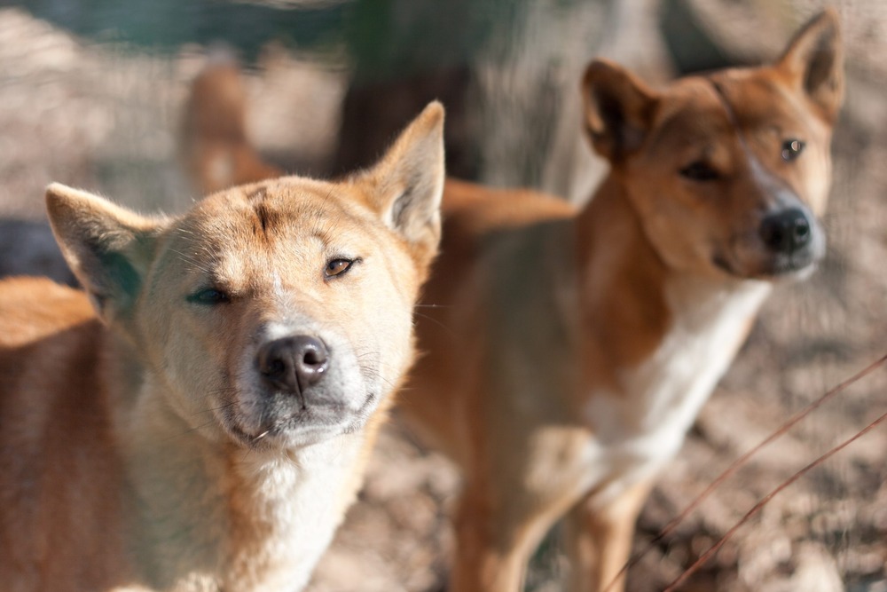 New Guinea singing dog looking to the side