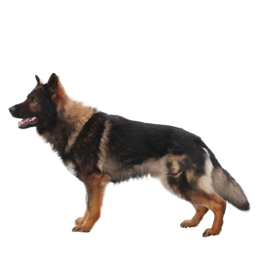 Kunming Dog in a side profile stance