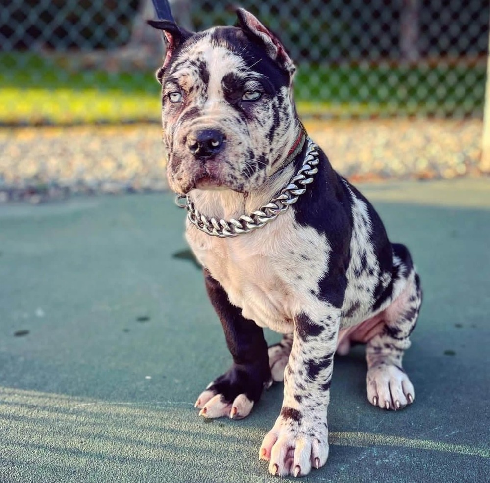 American Bully side profile showing short coat