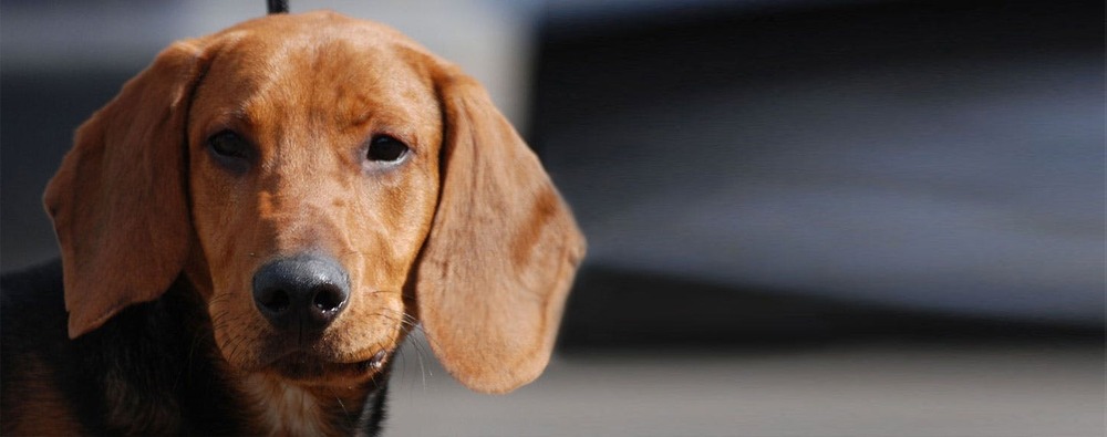 Schillerstovare moving through grass