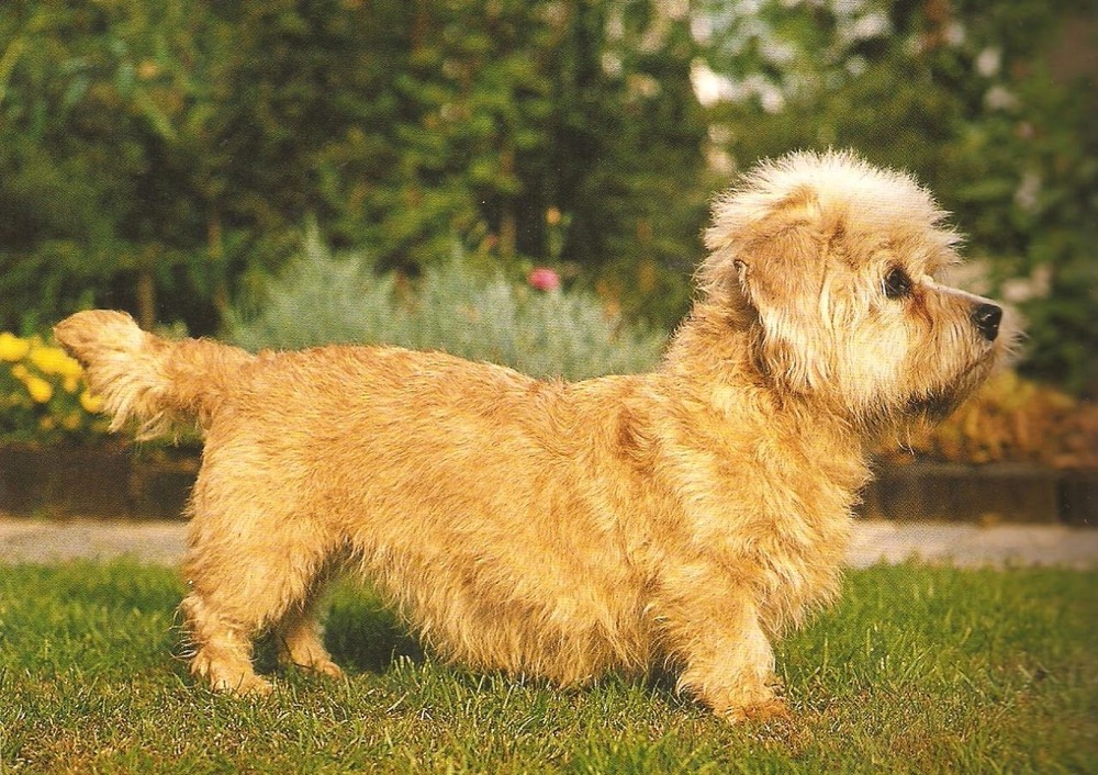 Dandie Dinmont Terrier walking on lead