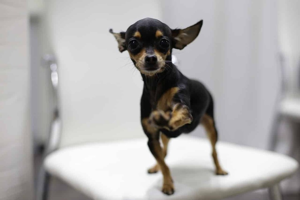 Small toy dog sitting on a cushion