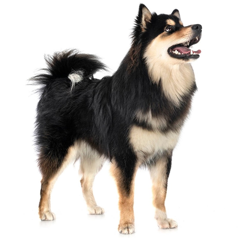 Finnish Lapphund with thick coat and curled tail