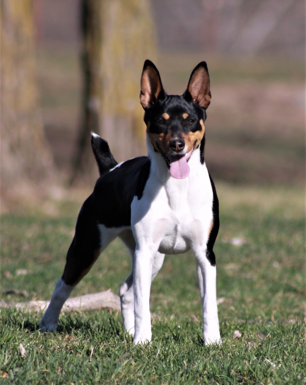 Rat Terrier face and ears close up