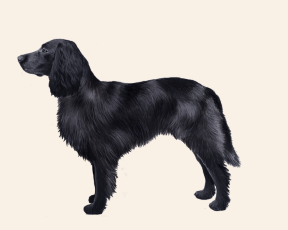 Blue Picardy Spaniel illustration with blue speckled coat