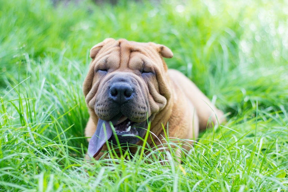 Shar Pei head with visible wrinkles and small ears