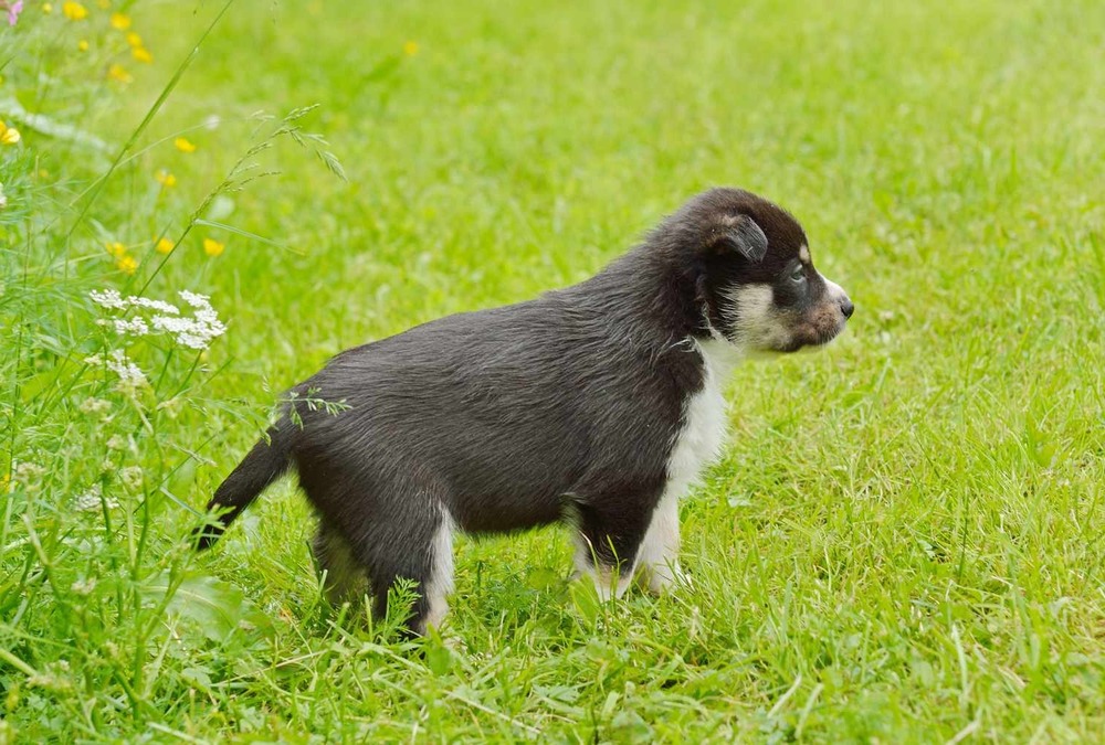 Swedish Vallhund standing outdoors