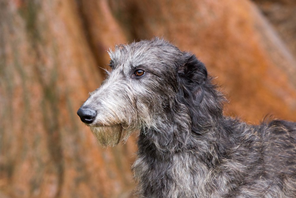 Pampas Deerhound looking alert outdoors