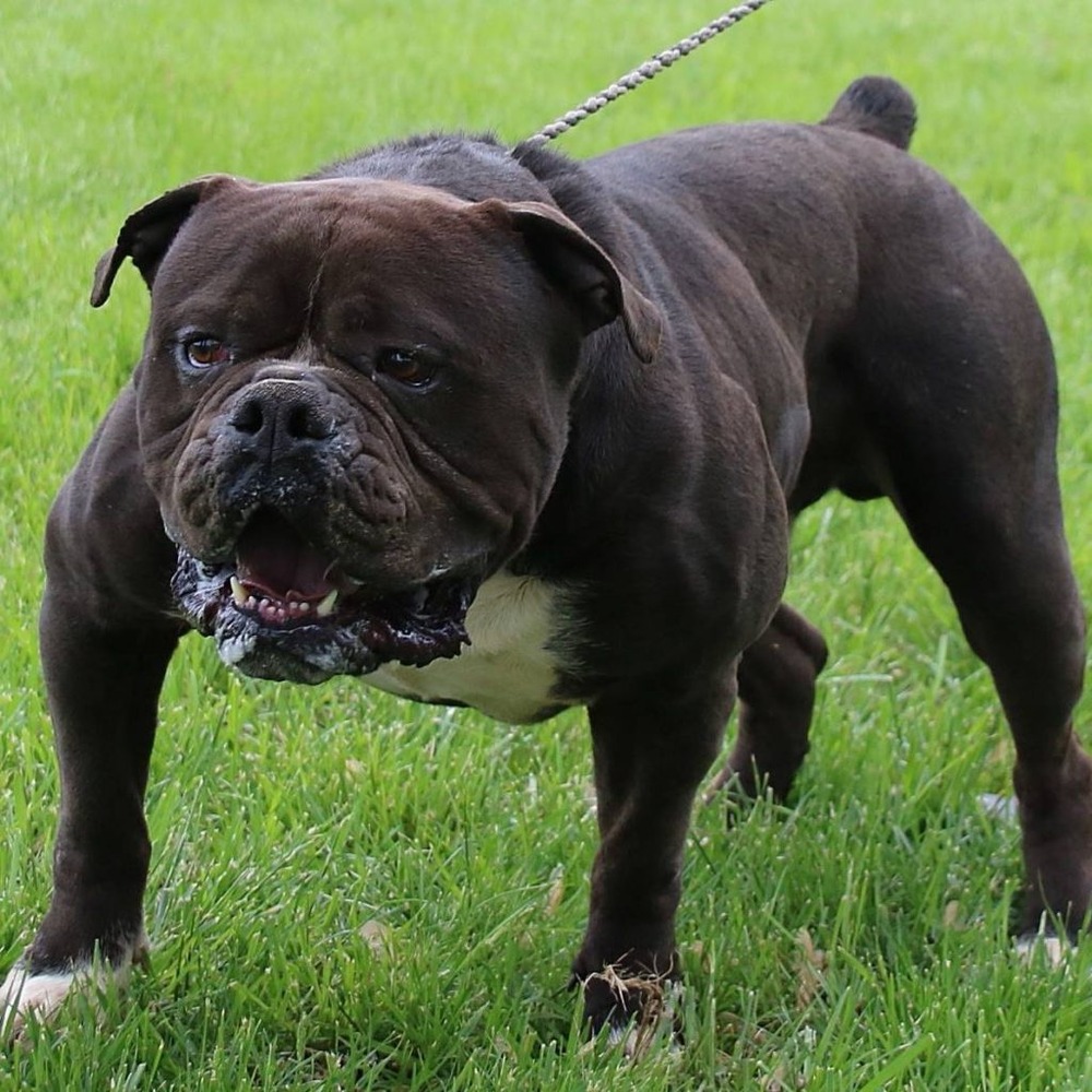Olde English Bulldogge standing outdoors