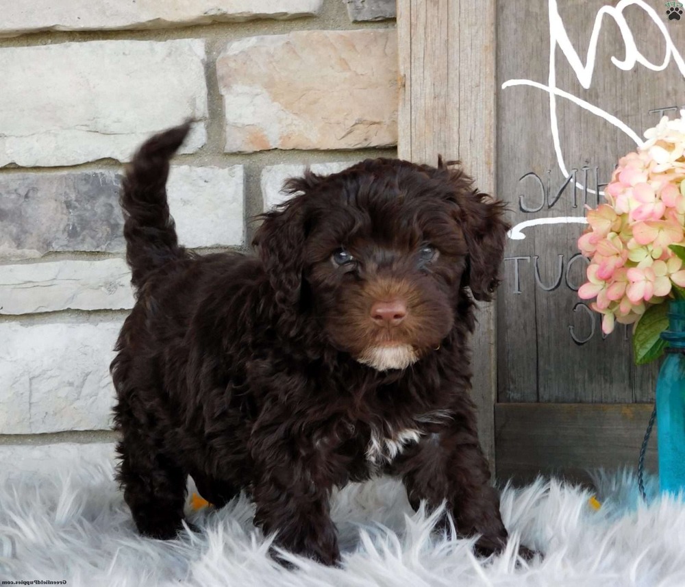 Portuguese Water Dog sitting beside owner