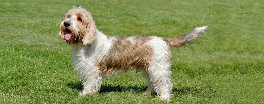 Close view of a rough-coated Petit Basset Griffon Vendeen