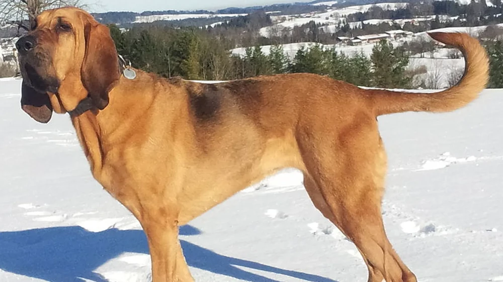 Bloodhound resting outdoors