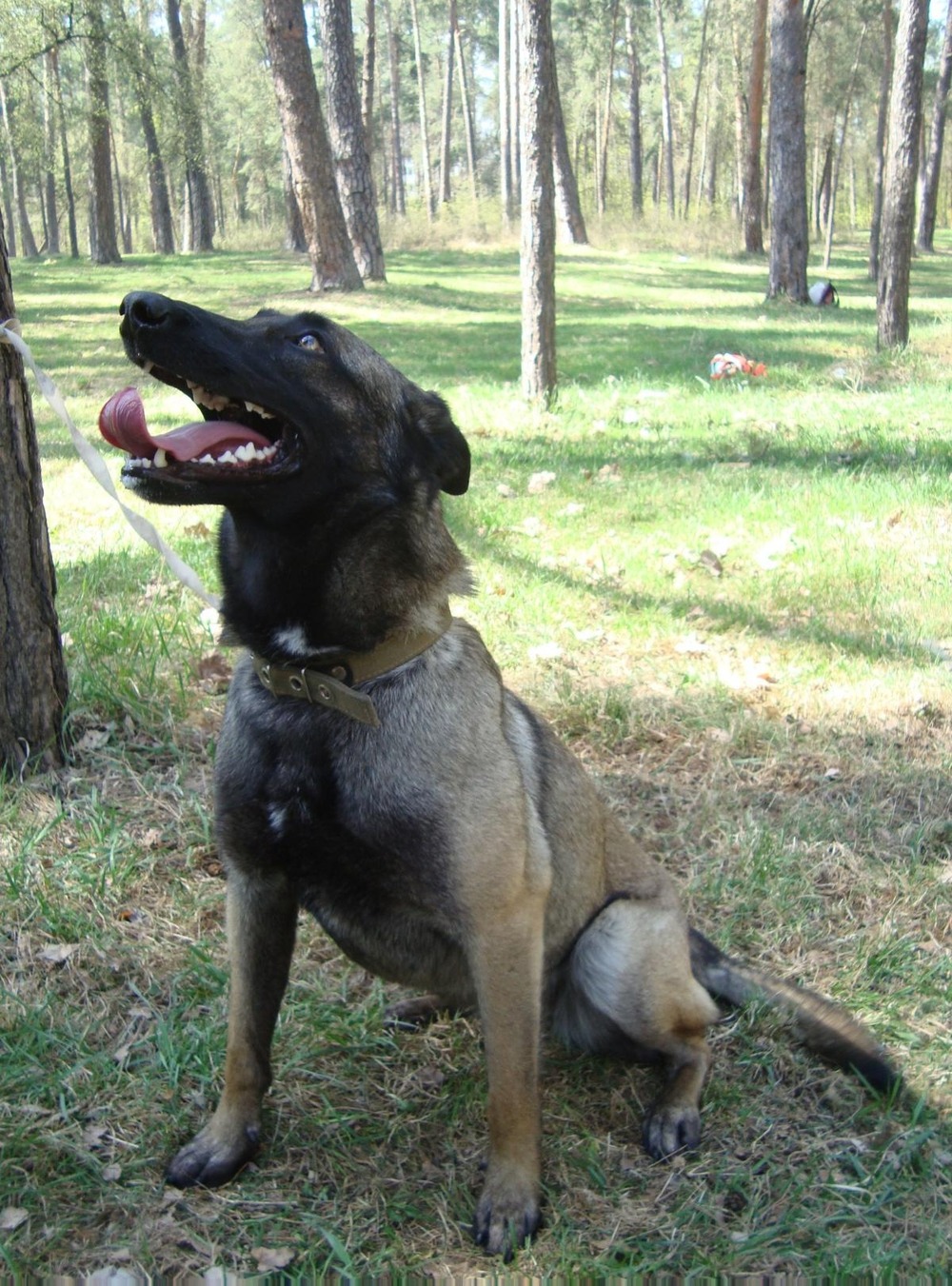 Belgian Malinois standing alert outdoors
