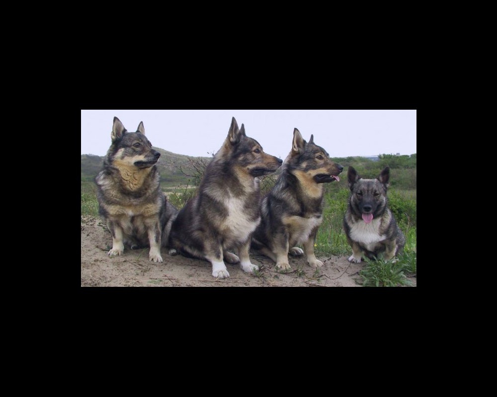 Swedish Vallhund standing outdoors