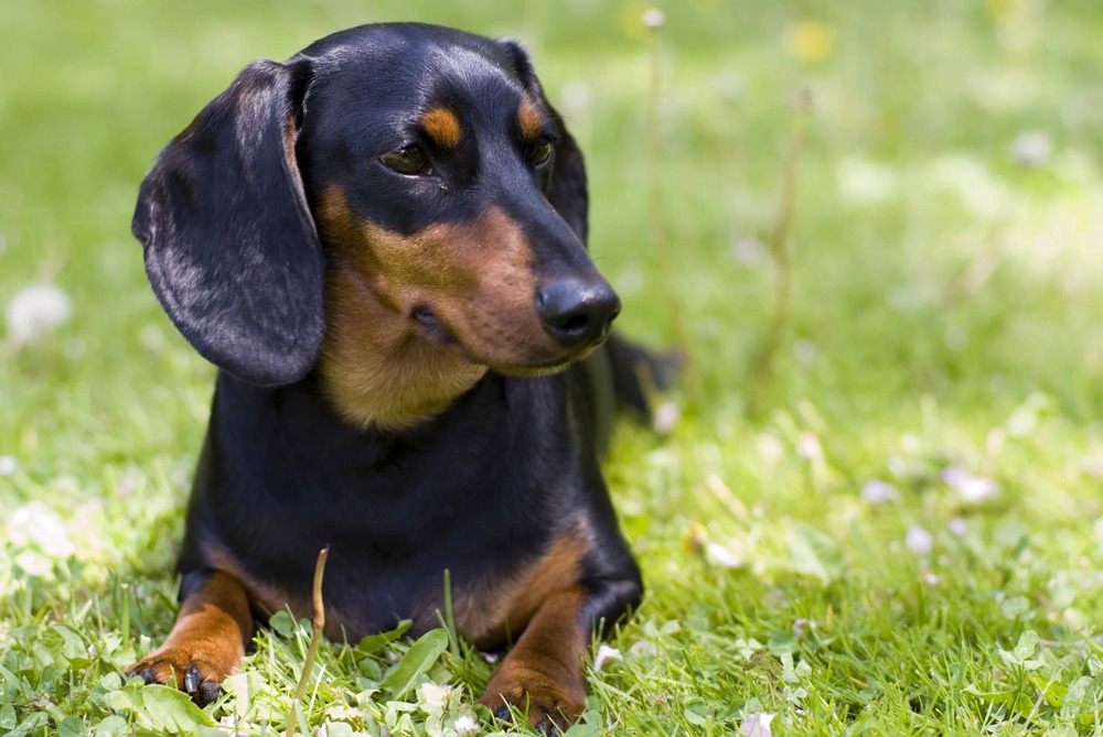 Dachshund standing alert outdoors
