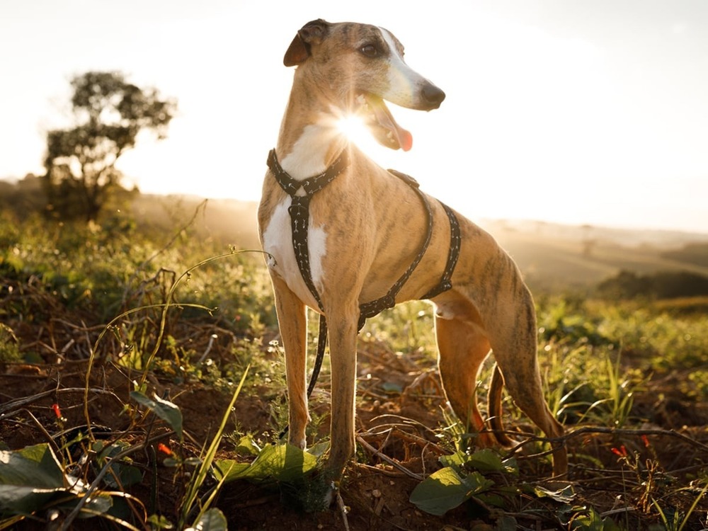 Brindle Whippet standing alert
