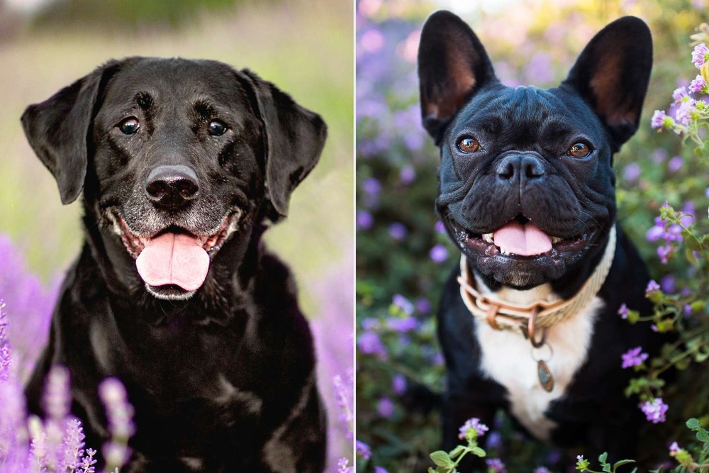 French Bulldog standing indoors and watching attentively