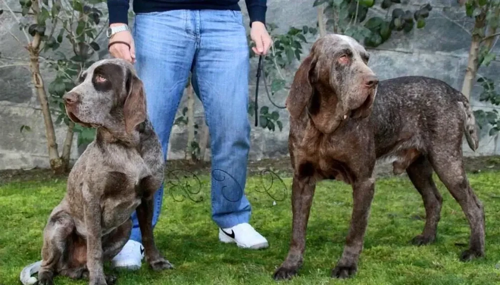 Burgos Pointer on grass looking alert