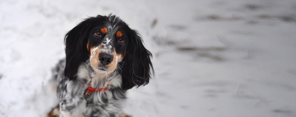 Russian Spaniel resting on a path